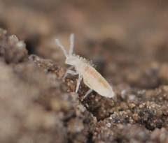 Coecobrya tenebricosa