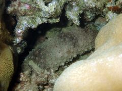 Holothuria fuscocinerea