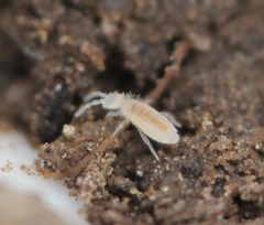 Coecobrya tenebricosa