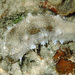 Bohadschia marmorata - Photo (c) Jean Roger, algunos derechos reservados (CC BY-NC-ND), subido por Jean Roger