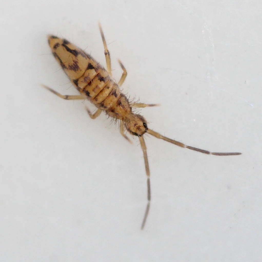Entomobrya intermedia, photo 1 of 7