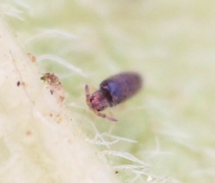 Lepidocyrtus cyaneus