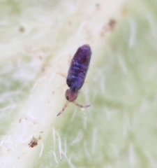 Lepidocyrtus cyaneus