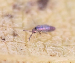 Lepidocyrtus lignorum