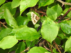 Bastilla fulvotaenia