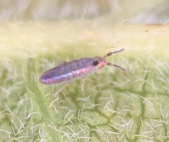 Lepidocyrtus lignorum