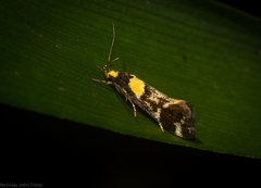 Epithymema helias