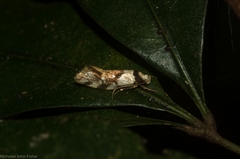 Coesyra hemiphragma