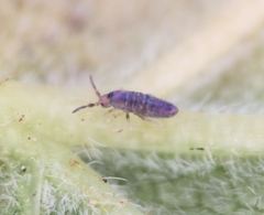 Lepidocyrtus lignorum