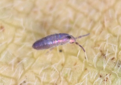 Lepidocyrtus lignorum