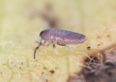 Lepidocyrtus lignorum