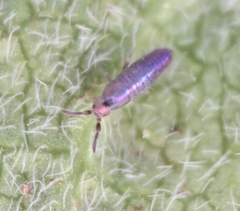 Lepidocyrtus lignorum