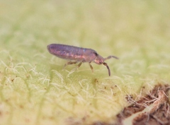 Lepidocyrtus lignorum