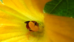 Xenoglossa fulva