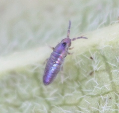 Lepidocyrtus lignorum