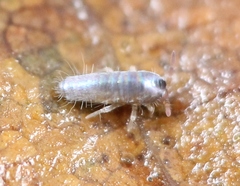 Lepidocyrtus lignorum