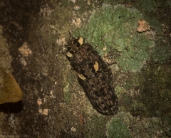 Leperina decorata