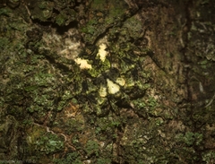 Stephanopis carcinoides