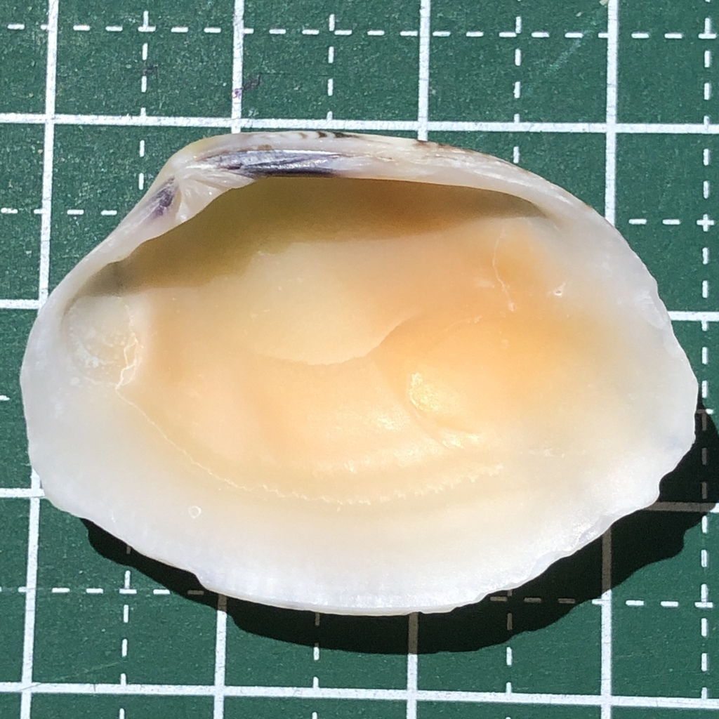 Ruditapes aspera