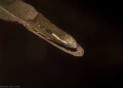 Tirathaba parasiticus