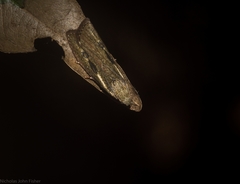 Tirathaba parasiticus