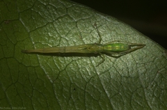 Miagrammopes flavus