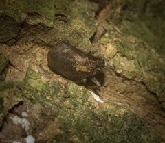 Cotylana angustifrons