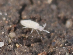 Pseudosinella alba