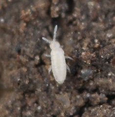 Pseudosinella alba