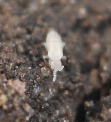 Pseudosinella alba