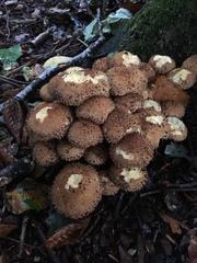 Pholiota squarrosa