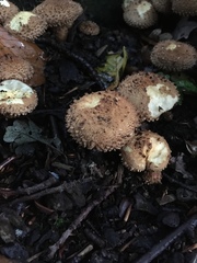 Pholiota squarrosa