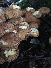 Pholiota squarrosa
