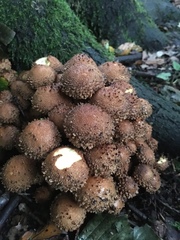 Pholiota squarrosa