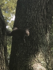 Sciurus carolinensis