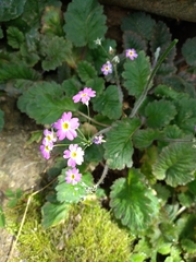 Primula malacoides