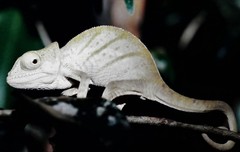 Calumma oshaughnessyi