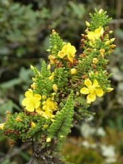 Hypericum goyanesii