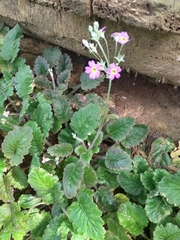 Primula malacoides