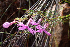 Cyphia volubilis volubilis