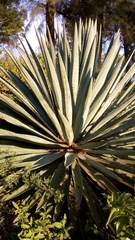 Agave rhodacantha