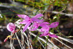 Cyphia volubilis volubilis