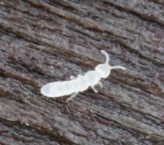 Folsomia candida