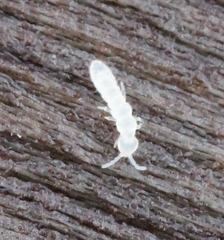 Folsomia candida