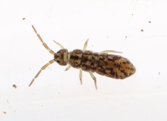 Isotomurus maculatus