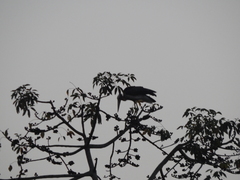 Leptoptilos javanicus