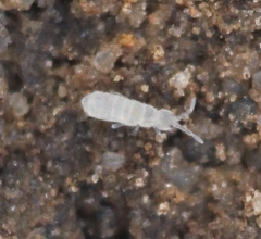Parisotoma notabilis