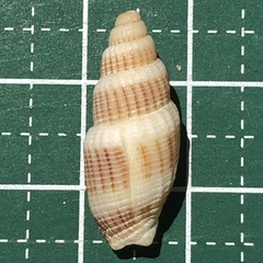 Vexillum exasperatum