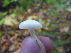 Cuphophyllus borealis