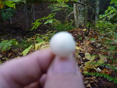 Cuphophyllus borealis